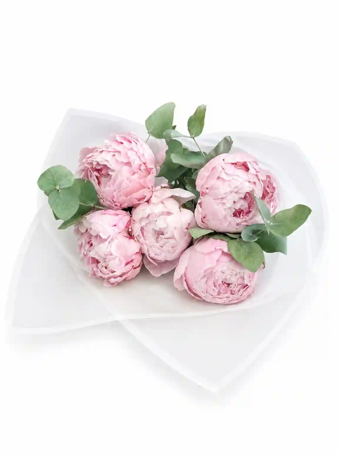 Pink Peony