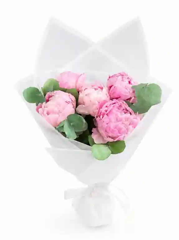 Pink Peony